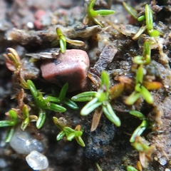 Aloina aloides