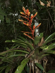 Vriesea zamorensis