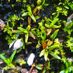 Aloina aloides