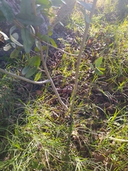 Eugenia uruguayensis