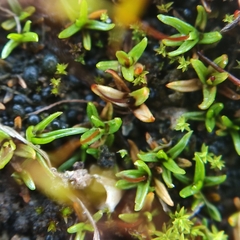Aloina aloides