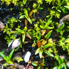 Aloina aloides