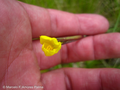 Sisyrinchium palustre