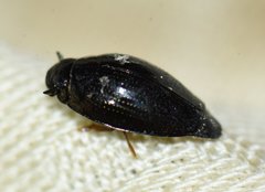 Gyrinus elevatus