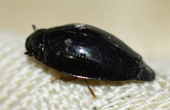Gyrinus elevatus