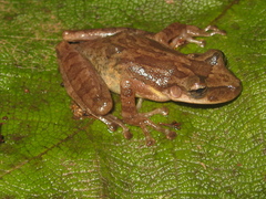 Scinax curicica