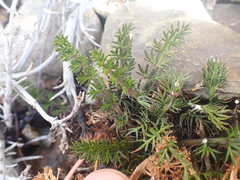 Anisotome flexuosa