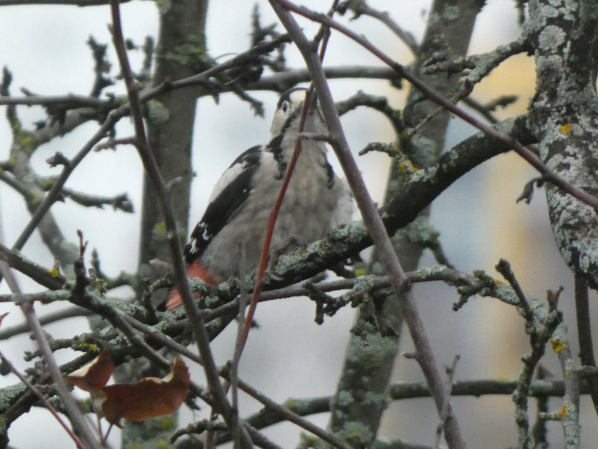 Syrian Woodpecker (Dendrocopos syriacus)