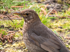 Turdus merula