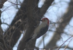 Melanerpes carolinus