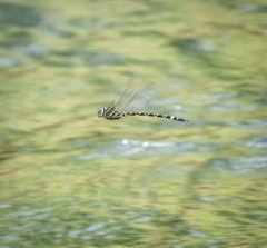 Austroaeschna pinheyi