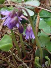 Soldanella montana