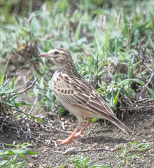Alaudala somalica athensis