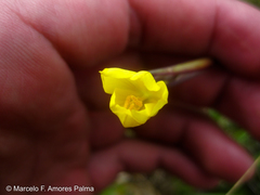 Sisyrinchium palustre
