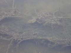 Bufo bufo