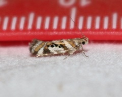 Aristotelia elegantella