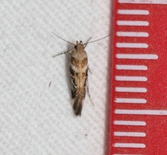 Aristotelia elegantella