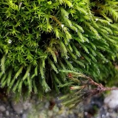 Schistidium crassipilum