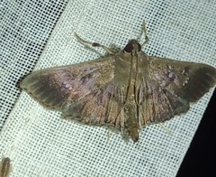 Microthyris prolongalis