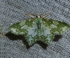 Chloropteryx dealbata