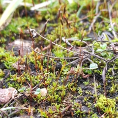 Aloina aloides