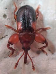 Rhopalotria slossoni