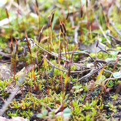 Aloina aloides