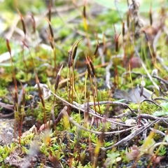 Aloina aloides