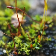 Aloina aloides
