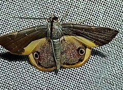 Opisthoxia formosante
