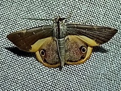Opisthoxia formosante
