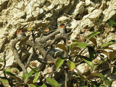 Pachystegia insignis