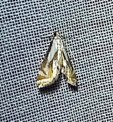 Argyractoides