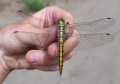 Orthetrum cancellatum