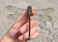 Aeshna juncea