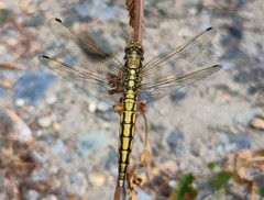 Orthetrum cancellatum