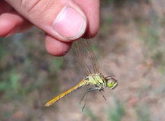 Sympetrum vulgatum