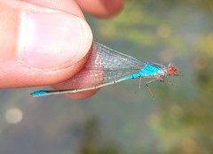 Erythromma viridulum