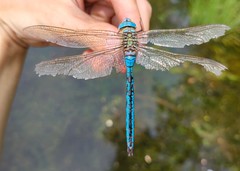 Anax imperator