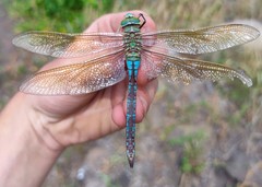 Anax imperator