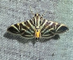 Spilomela discordens