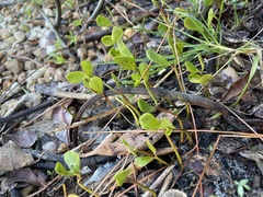 Centella erecta