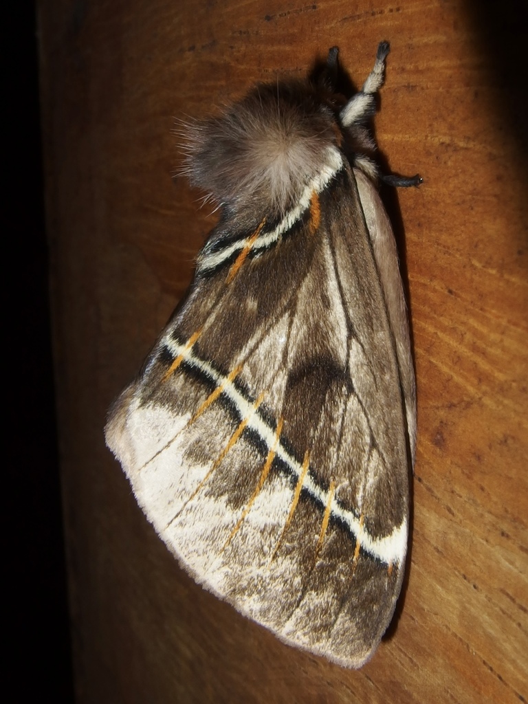 Pseudodirphia biremis