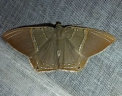 Phrygionis privignaria