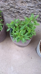 Dysphania ambrosioides