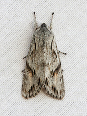 Egira crucialis