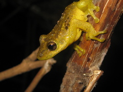 Scinax x-signatus