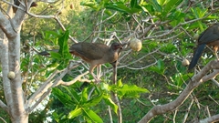 Genipapo (Genipa americana)