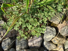 Potentilla incana