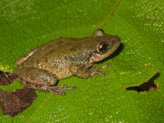 Scinax fuscovarius